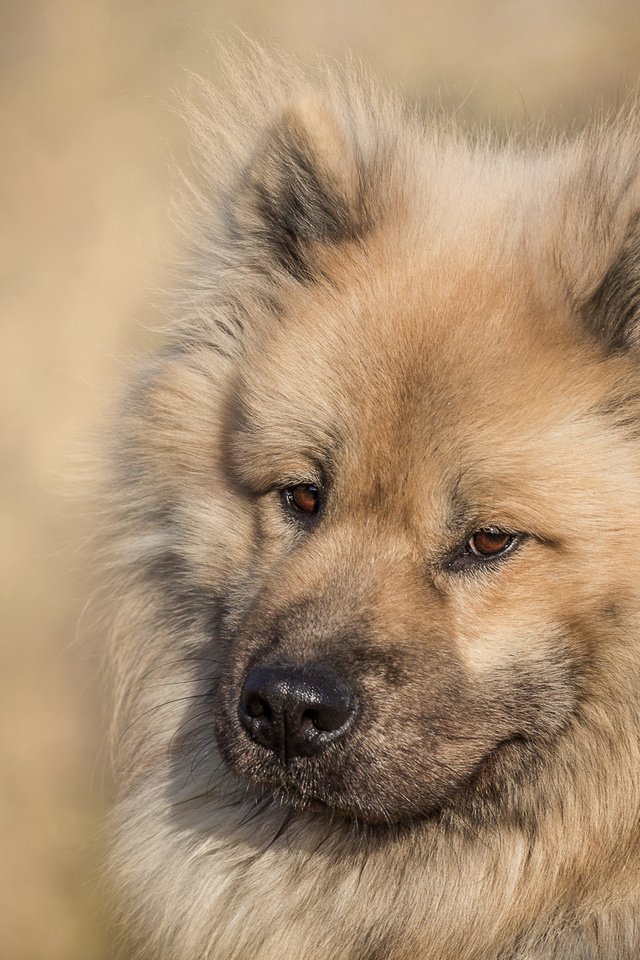 Обои морда, взгляд, собака, евразиер, face, look, dog, the eurasier разрешение 2000x1278 Загрузить