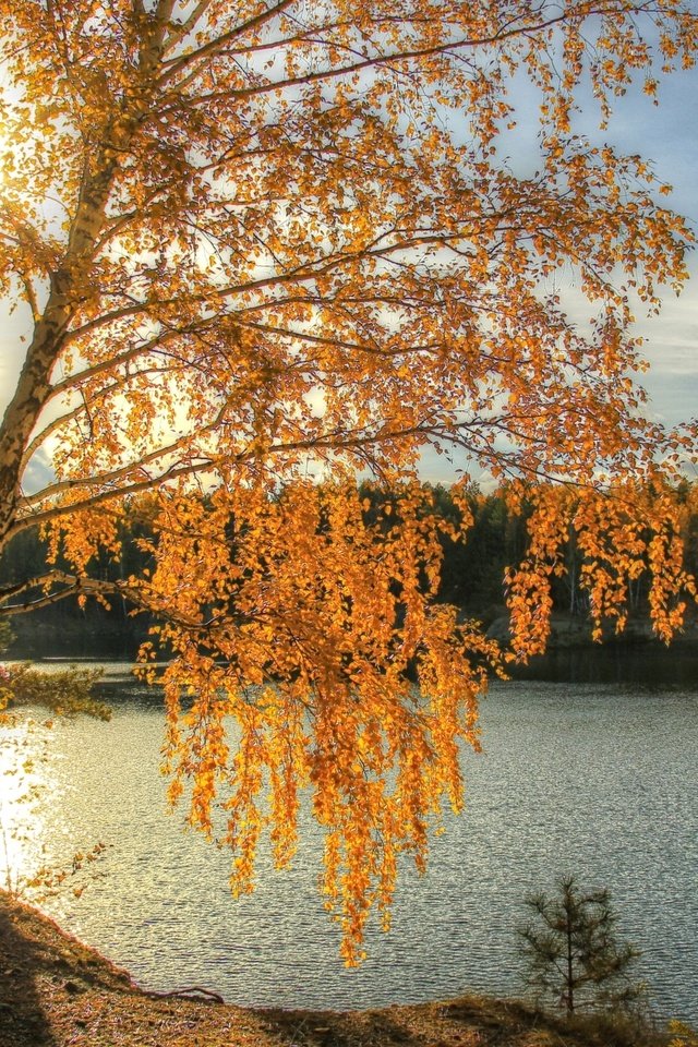 Обои свет, река, солнце, осень, береза, light, river, the sun, autumn, birch разрешение 2200x1450 Загрузить