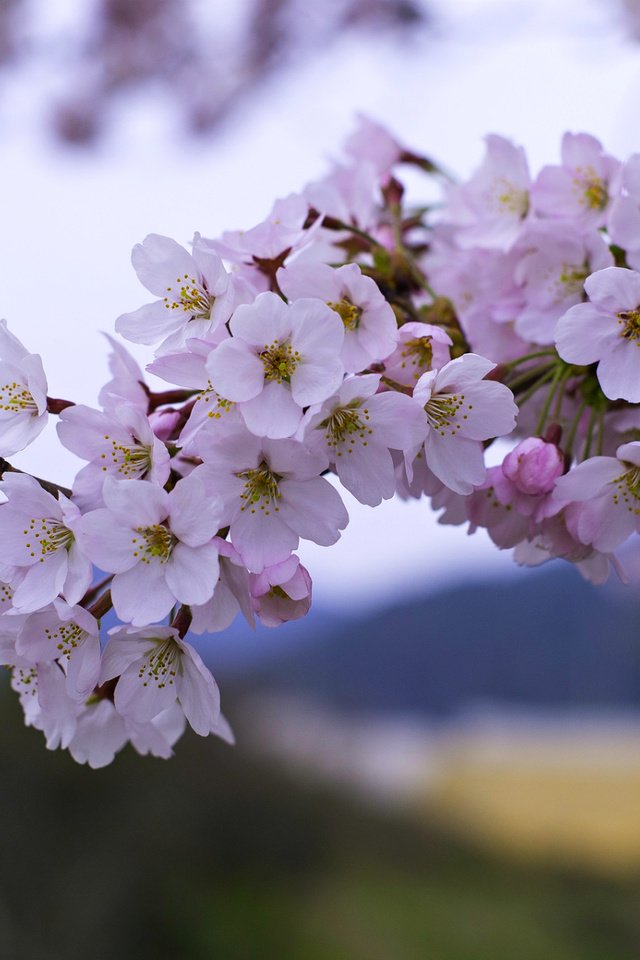 Обои цветение, ветки, весна, вишня, сакура, flowering, branches, spring, cherry, sakura разрешение 1920x1193 Загрузить
