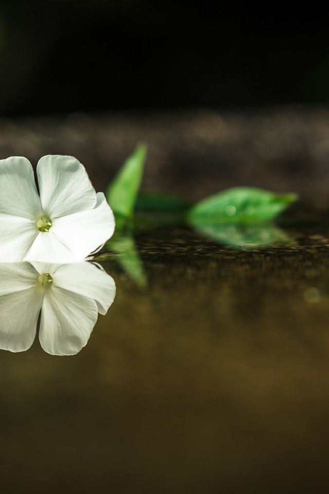 Обои вода, отражение, цветок, лепестки, белые, water, reflection, flower, petals, white разрешение 2048x1365 Загрузить