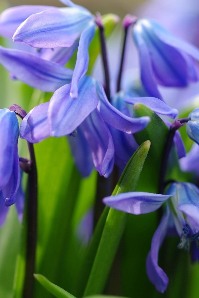 Обои цветы, макро, весна, синие, первоцвет, пролеска, flowers, macro, spring, blue, primrose, scilla разрешение 1920x1226 Загрузить