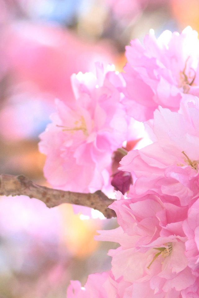 Обои цветы, природа, цветение, весна, розовый, вишня, сакура, flowers, nature, flowering, spring, pink, cherry, sakura разрешение 2048x1365 Загрузить