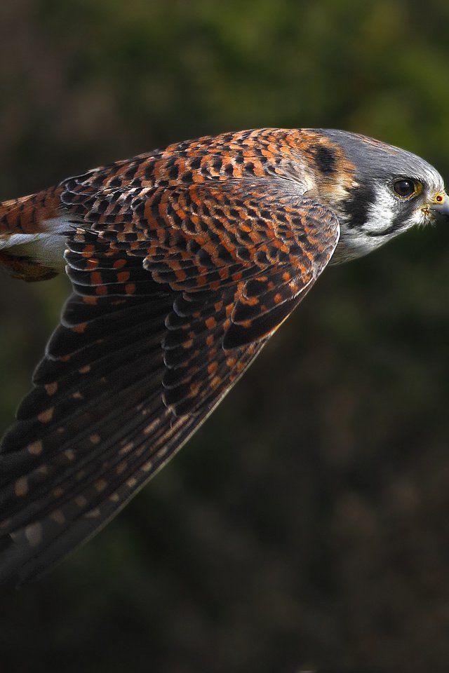 Обои полет, крылья, птица, взмах, пустельга, flight, wings, bird, stroke, kestrel разрешение 2048x1365 Загрузить