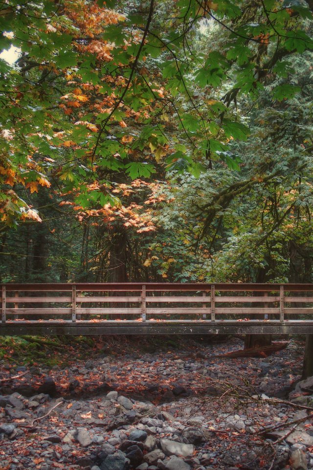 Обои мостик, лес, листва, мост, осень, опадают, осен,  листья, the bridge, forest, foliage, bridge, autumn, fall, leaves разрешение 2816x2112 Загрузить