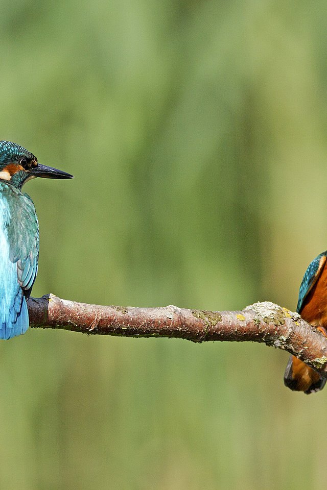 Обои ветка, природа, фон, птицы, зимородок, branch, nature, background, birds, kingfisher разрешение 2048x1420 Загрузить