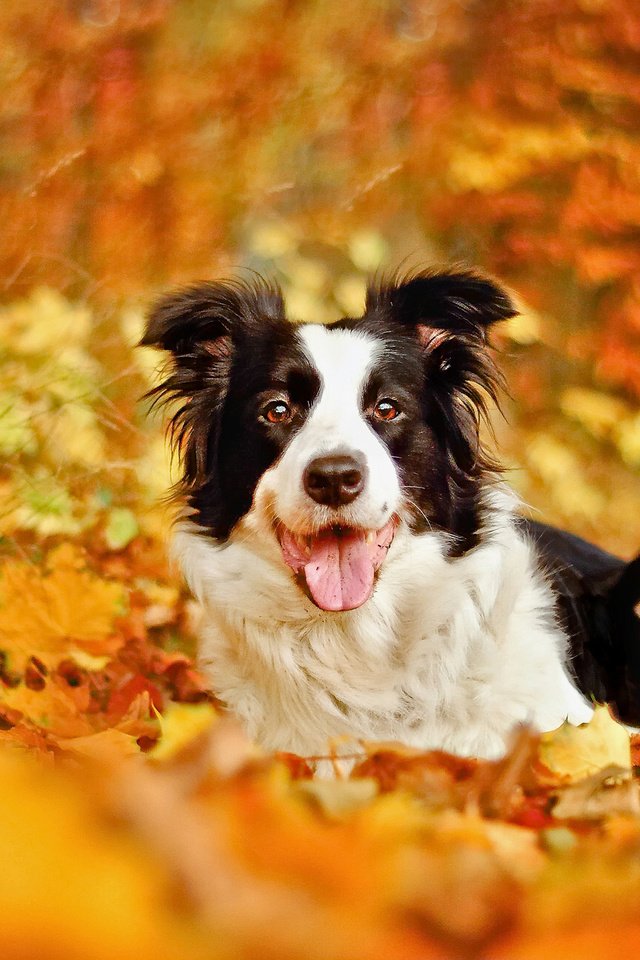 Обои листья, осень, собака, боке, бордер-колли, leaves, autumn, dog, bokeh, the border collie разрешение 2048x1304 Загрузить