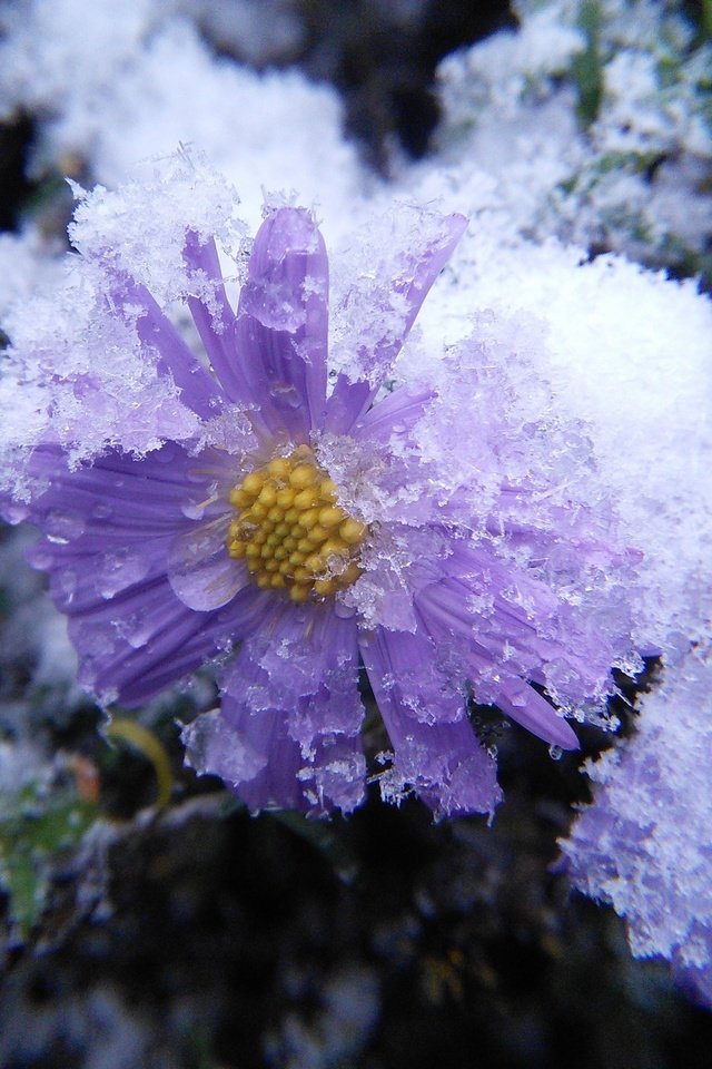 Обои цветы, снег, лепестки, холод, астра, астры, астра татарская, flowers, snow, petals, cold, astra, asters, astra tatar разрешение 2592x1944 Загрузить