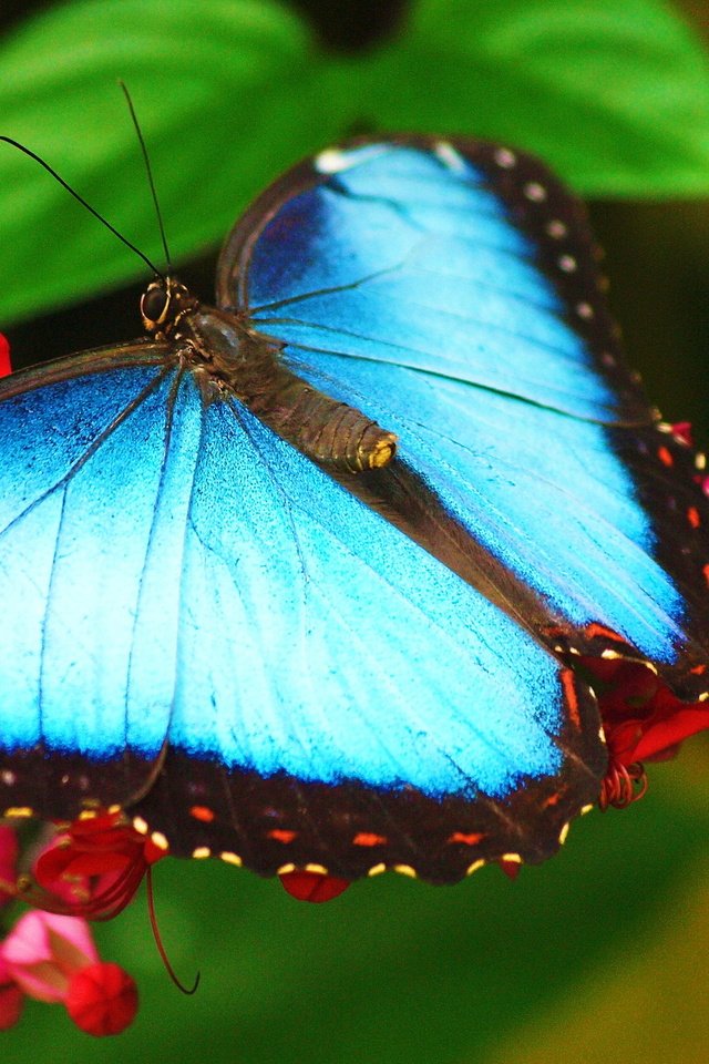 Обои макро, насекомое, цветок, бабочка, крылья, голубая, морфо, macro, insect, flower, butterfly, wings, blue, morpho разрешение 2560x1600 Загрузить