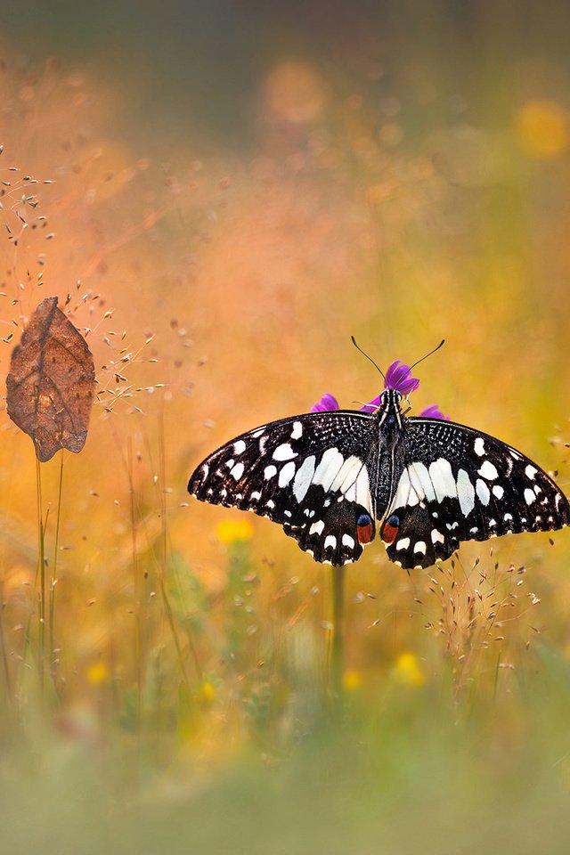 Обои макро, насекомое, бабочка, лист, боке, травинки, macro, insect, butterfly, sheet, bokeh, grass разрешение 2048x1358 Загрузить