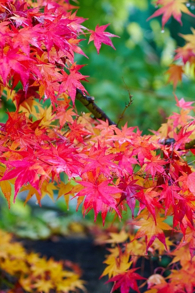 Обои дерево, листья, осень, клен, яркий, багряный, tree, leaves, autumn, maple, bright, scarlet разрешение 2000x1307 Загрузить