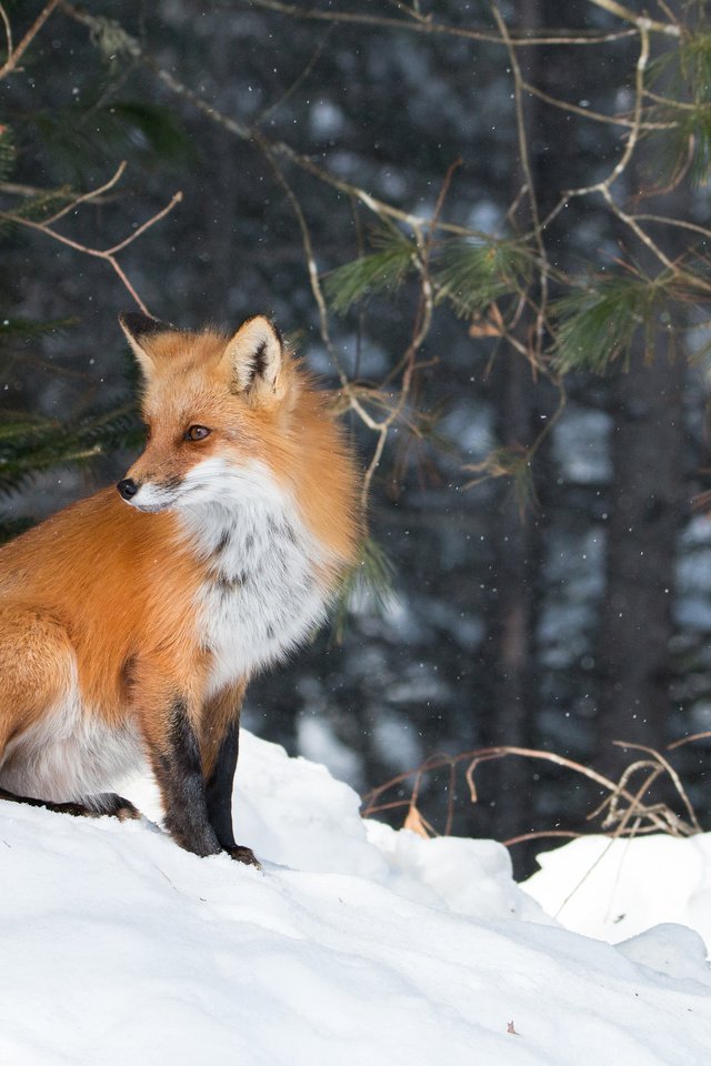 Обои лес, зима, лиса, forest, winter, fox разрешение 2048x1365 Загрузить