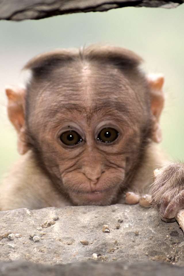 Обои фон, взгляд, обезьяна, примат, макака, background, look, monkey, the primacy of разрешение 2047x1256 Загрузить