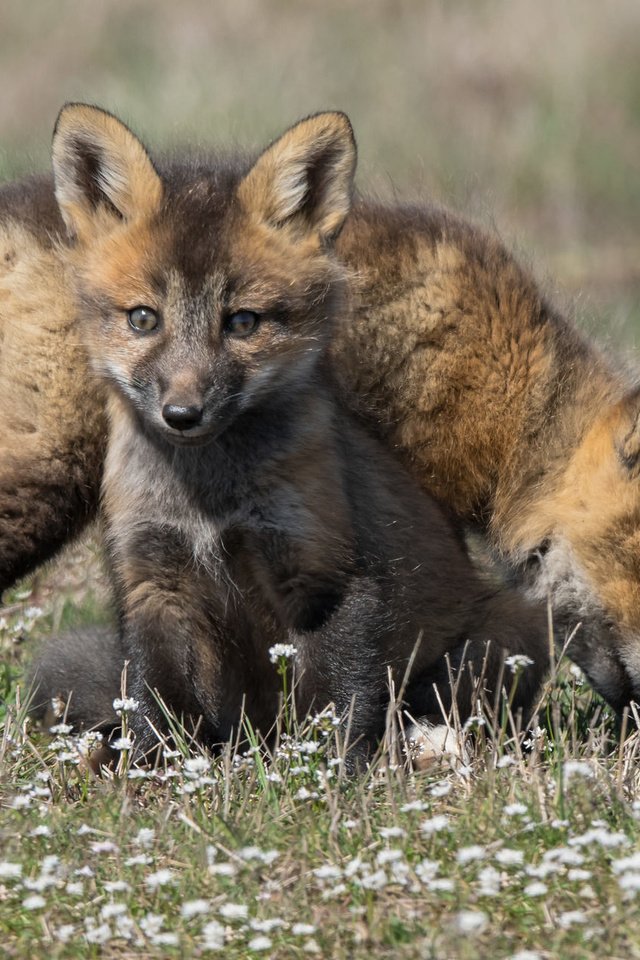 Обои семья, детеныши, лисы, family, cubs, fox разрешение 2048x1279 Загрузить