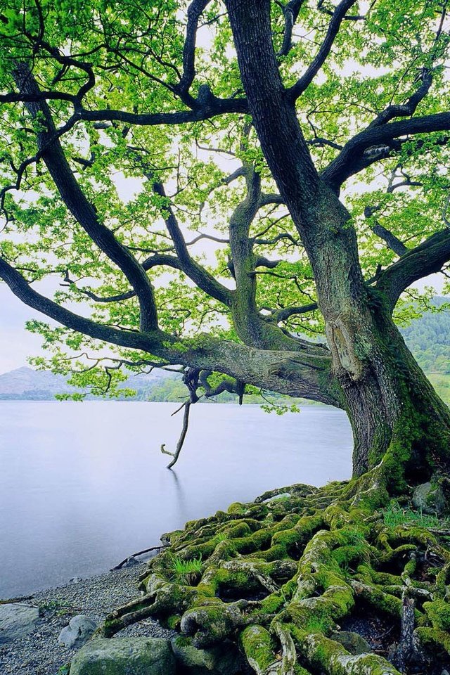 Обои озеро, дерево, корни, lake, tree, roots разрешение 1920x1200 Загрузить