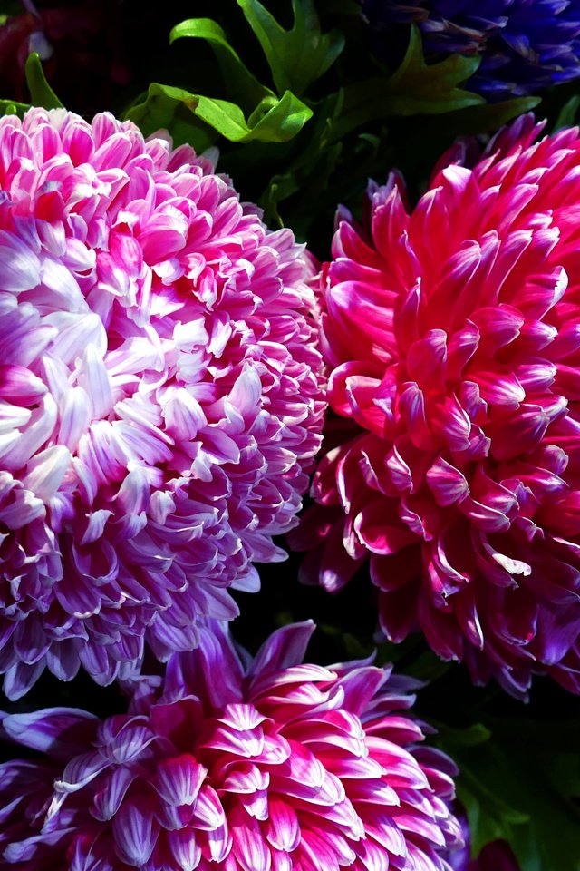 Обои свет, макро, хризантемы, chrysanthemums, light, macro, chrysanthemum разрешение 5472x3648 Загрузить