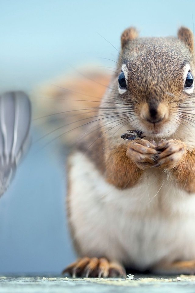 Обои фото, птичка, белочка, photo, bird, squirrel разрешение 1920x1200 Загрузить