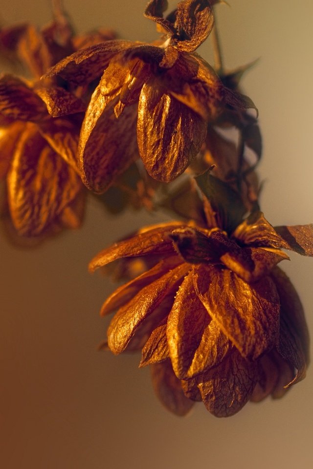 Обои свет, природа, макро, осень, осен, легкие, dried flowers, сухоцветы, light, nature, macro, autumn, the dried flowers разрешение 2048x1227 Загрузить