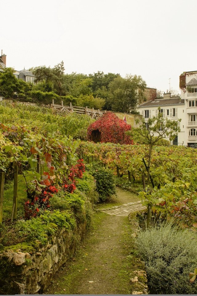Обои кусты, париж, франция, виноградники, сады, montmartre vineyards, the bushes, paris, france, the vineyards, gardens разрешение 2880x1922 Загрузить