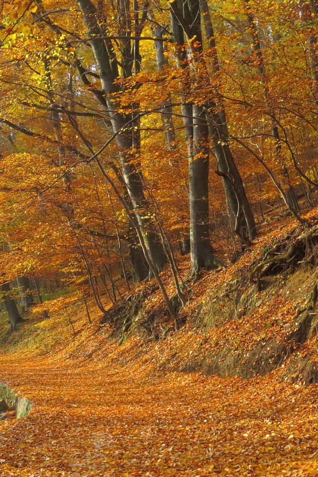 Обои деревья, лес, листва, осень, тропинка, тропа, опадают, осен,  листья, leaves, trees, forest, foliage, autumn, path, trail, fall разрешение 2880x2160 Загрузить