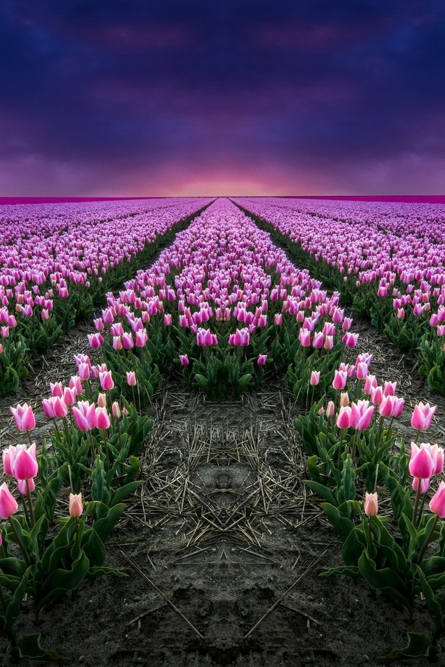 Обои цветы, поле, тюльпаны, розовые, flowers, field, tulips, pink разрешение 2880x1674 Загрузить