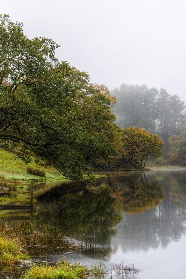 Обои озеро, природа, дерево, туман, lake, nature, tree, fog разрешение 1920x1200 Загрузить