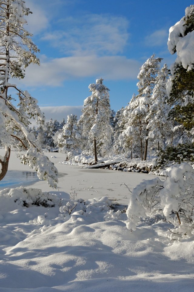 Обои деревья, снег, зима, норвегия, норвегии, nordset, hedmark fylke, trees, snow, winter, norway разрешение 4000x2682 Загрузить