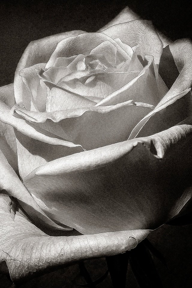 Обои макро, цветок, роза, лепестки, чёрно-белое, бутон, macro, flower, rose, petals, black and white, bud разрешение 2560x1633 Загрузить