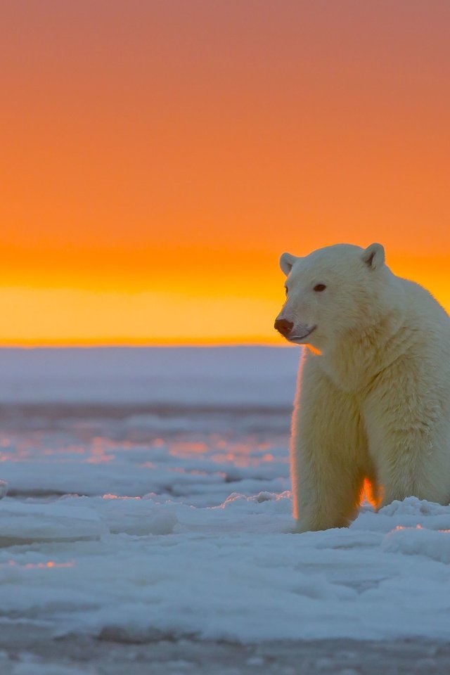 Обои закат, лёд, белый медведь, аляска, sunset, ice, polar bear, alaska разрешение 3720x2480 Загрузить