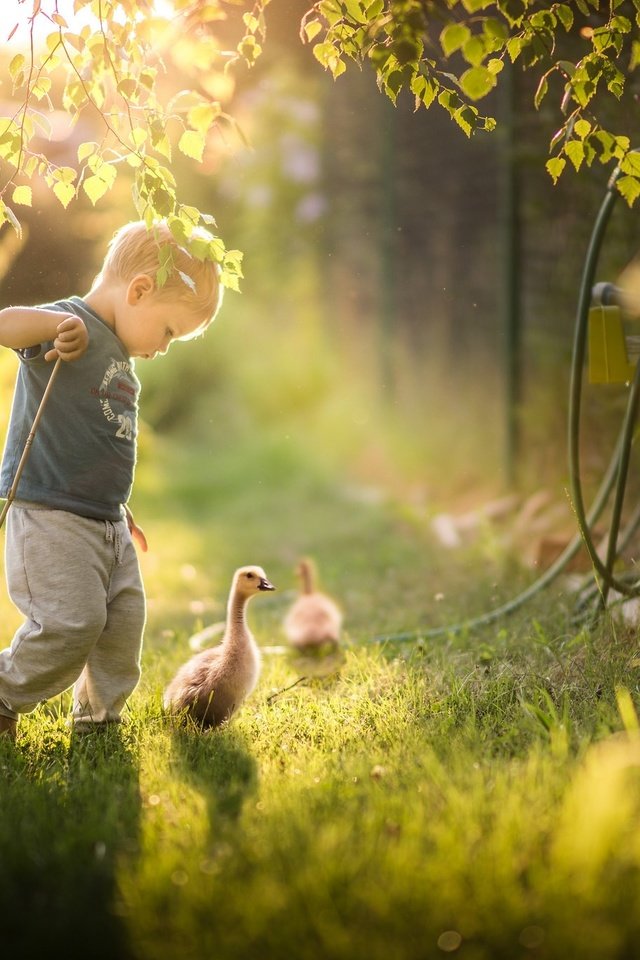 Обои трава, природа, зелень, дети, птицы, ребенок, мальчик, гусь, grass, nature, greens, children, birds, child, boy, goose разрешение 2048x1365 Загрузить