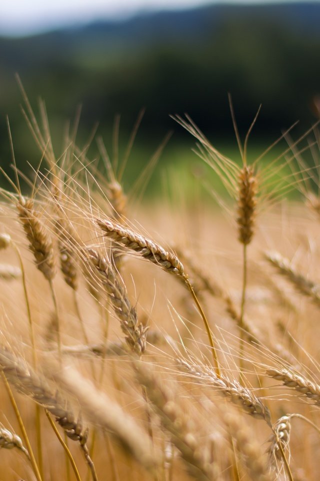 Обои природа, растения, макро, колосья, пшеница, nature, plants, macro, ears, wheat разрешение 6000x4000 Загрузить