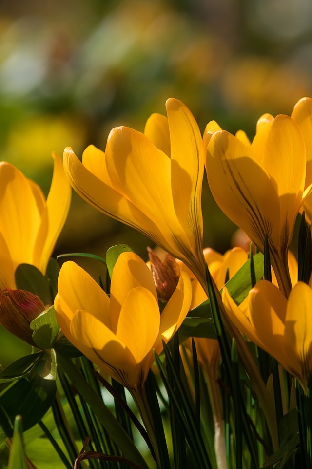 Обои цветы, весна, желтые, крокусы, шафран, flowers, spring, yellow, crocuses, saffron разрешение 5906x3937 Загрузить