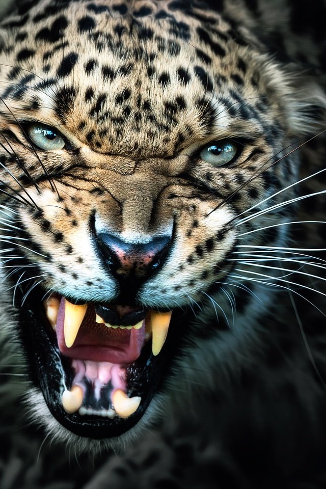 Обои леопард, клыки, хищник, оскал, leopard, fangs, predator, grin разрешение 2500x1671 Загрузить