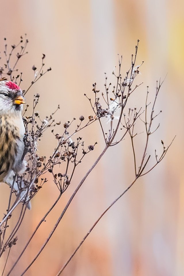 Обои природа, птица, растение, чечётка, acanthis, nature, bird, plant, tap dance разрешение 2874x1627 Загрузить