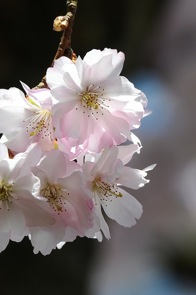 Обои природа, цветение, лепестки, весна, вишня, сакура, nature, flowering, petals, spring, cherry, sakura разрешение 4036x2272 Загрузить