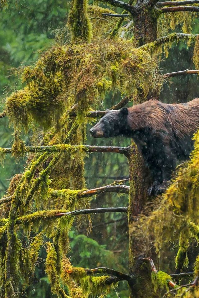 Обои медведь, сша, аляска, барибал, чёрный медведь, tongass national forest, bear, usa, alaska, baribal, black bear разрешение 1920x1080 Загрузить