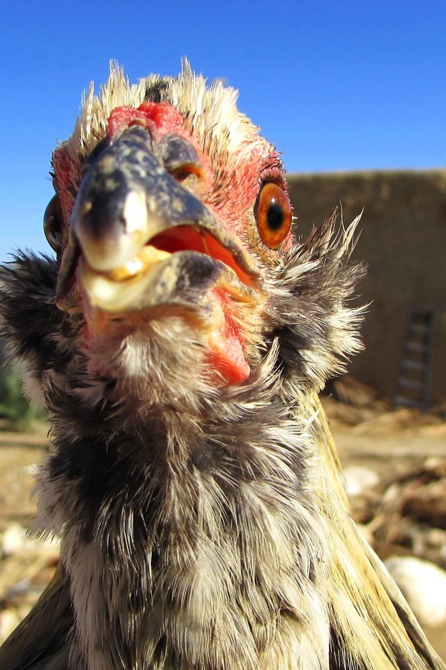 Обои небо, птица, курица, голубое небо, птаха, куриное мясо, the sky, bird, chicken, blue sky разрешение 3000x1687 Загрузить