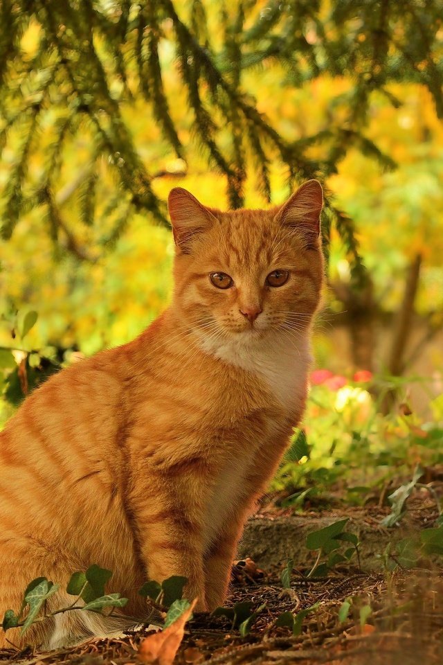 Обои кот, кошка, осень, рыжий, осен, cat, autumn, red разрешение 3000x1959 Загрузить