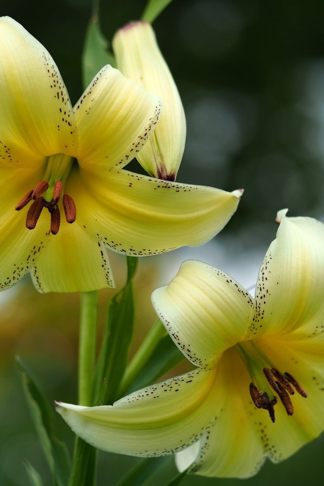 Обои цветы, макро, лепестки, лилия, flowers, macro, petals, lily разрешение 2048x1536 Загрузить