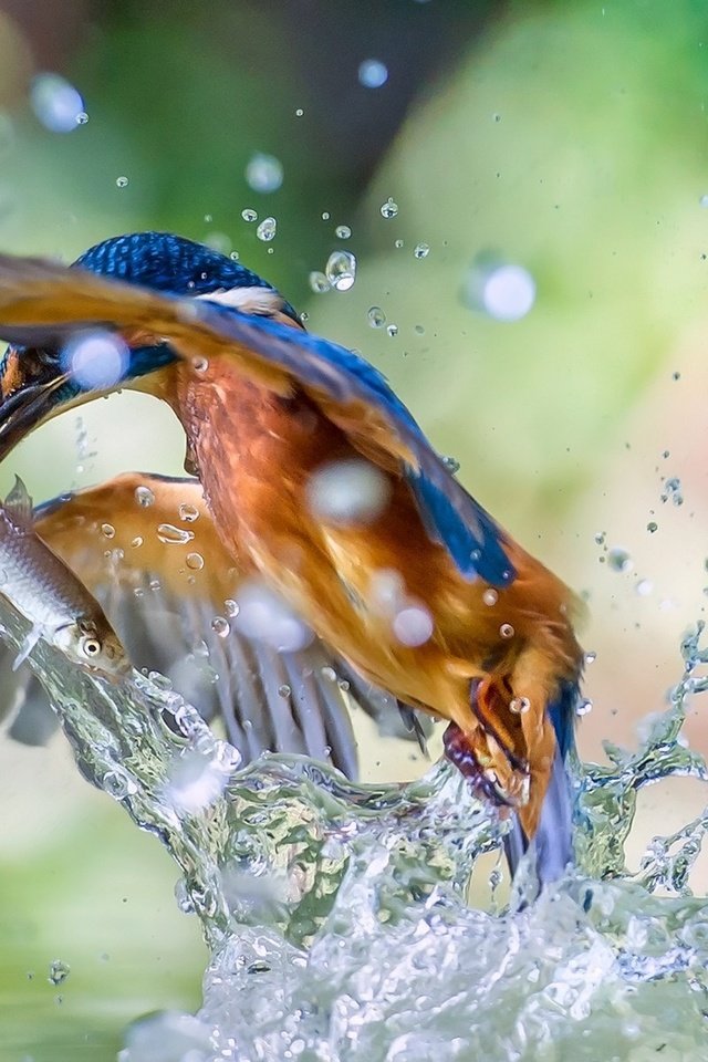 Обои брызги, птица, рыбка, зимородок, улов, squirt, bird, fish, kingfisher, catch разрешение 1920x1200 Загрузить