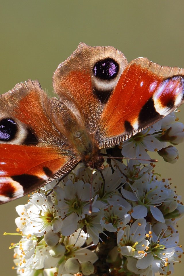 Обои насекомое, бабочка, животное, цветки, insect, butterfly, animal, flowers разрешение 4104x2767 Загрузить