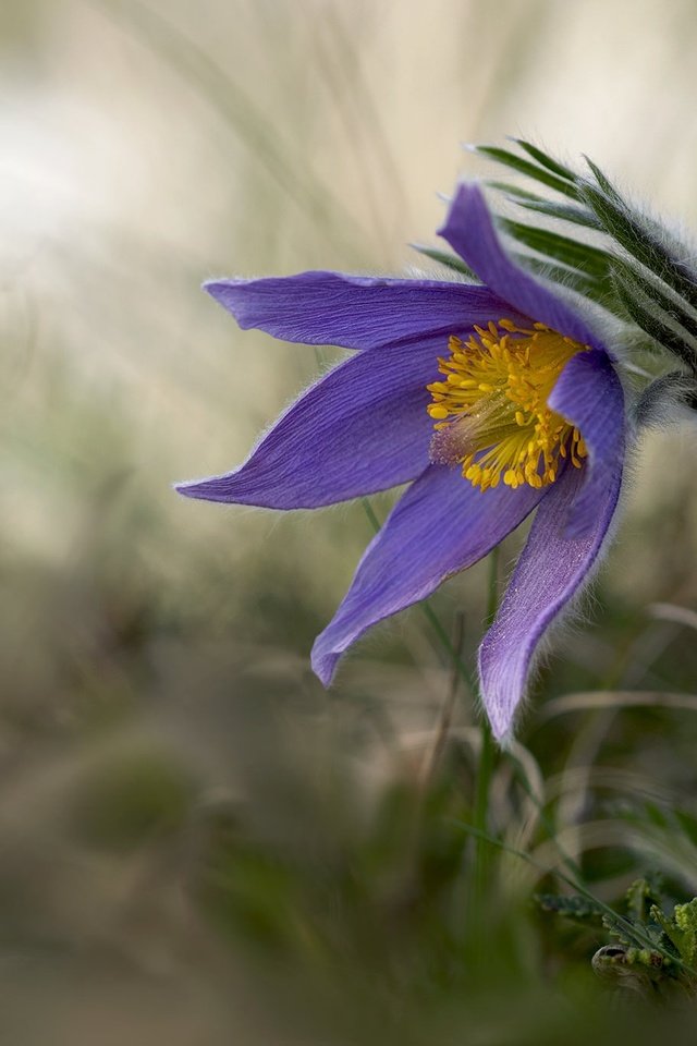 Обои цветы, природа, фон, весна, сон-трава, прострел, flowers, nature, background, spring, sleep-grass, cross разрешение 2048x1365 Загрузить