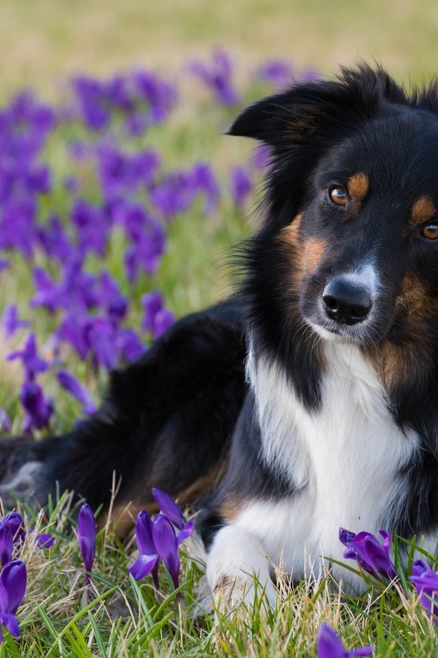 Обои цветы, взгляд, собака, весна, крокусы, бордер-колли, flowers, look, dog, spring, crocuses, the border collie разрешение 6016x4016 Загрузить