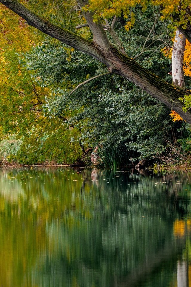 Обои деревья, река, природа, листья, отражение, осень, trees, river, nature, leaves, reflection, autumn разрешение 5861x3297 Загрузить