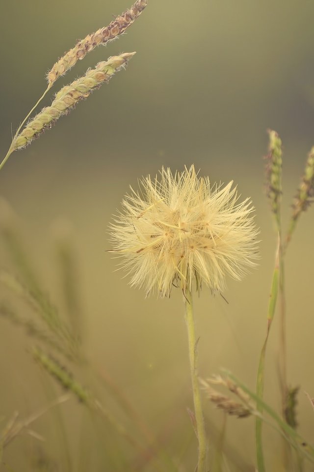 Обои трава, макро, цветок, поле, колоски, растение, grass, macro, flower, field, spikelets, plant разрешение 2048x1357 Загрузить