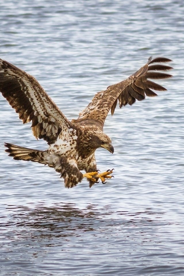 Обои полет, орел, хищник, птица, flight, eagle, predator, bird разрешение 1920x1200 Загрузить