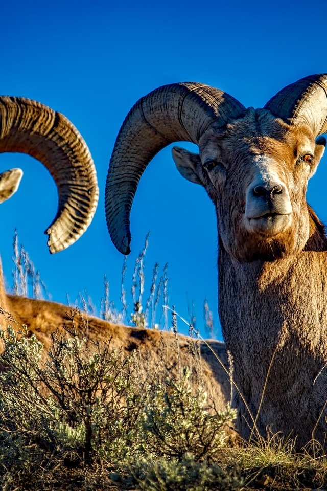 Обои природа, рога, бараны, nature, horns, sheep разрешение 2201x1467 Загрузить