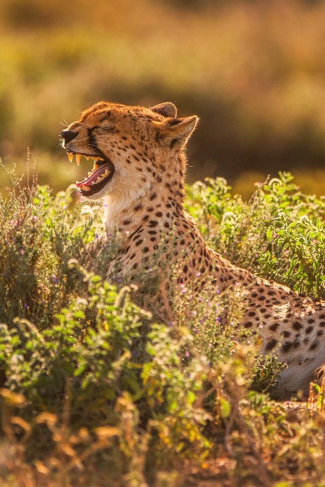 Обои свет, хищник, зубы, пасть, гепард, зевает, light, predator, teeth, mouth, cheetah, yawns разрешение 2500x1406 Загрузить