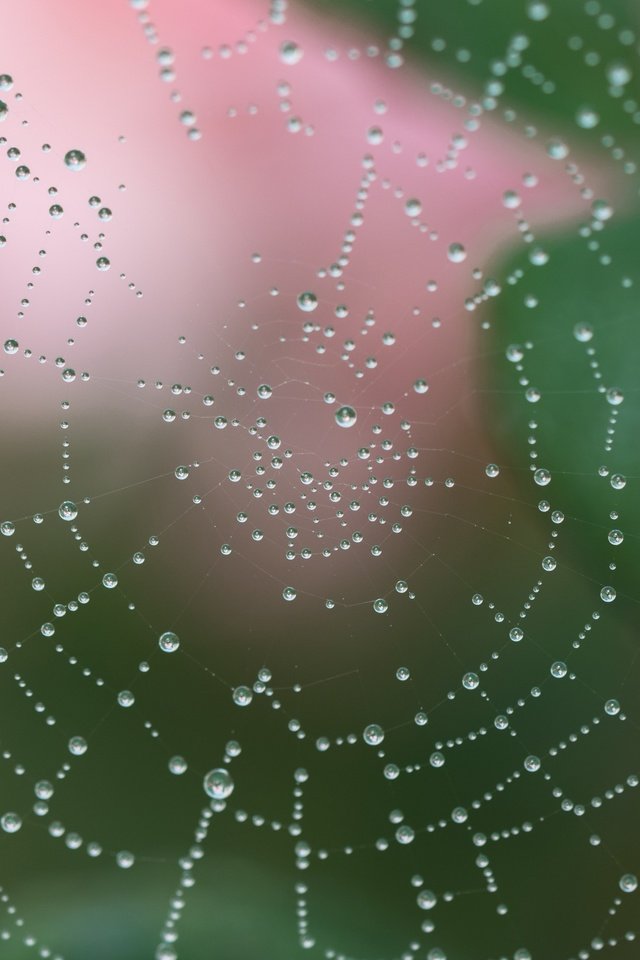 Обои вода, макро, роса, капли, капельки, паутина, сеть, ловушка, water, macro, rosa, drops, droplets, web, network, trap разрешение 2400x2400 Загрузить