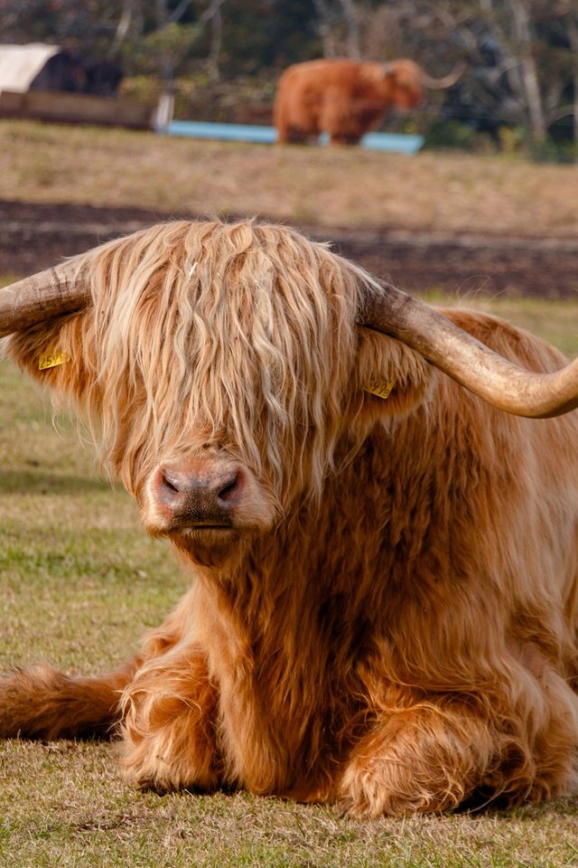 Обои животное, рога, корова, хайленд, animal, horns, cow, highland разрешение 3840x2560 Загрузить