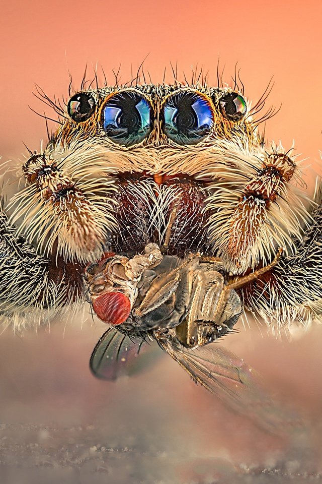 Обои макро, паук-скакунчик, насекомое, джампер, фон, паук, муха, добыча, глазки, волосатый, macro, spider-skakuny, insect, jumper, background, spider, fly, mining, eyes, hairy разрешение 1920x1345 Загрузить